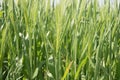 The field of green ears of barley Royalty Free Stock Photo