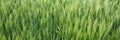 The field of green ears of barley Royalty Free Stock Photo