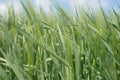 The field of green ears of barley Royalty Free Stock Photo