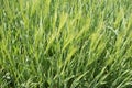 The field of green ears of barley Royalty Free Stock Photo