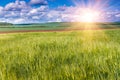 The field of green ears of barley at springtime. Royalty Free Stock Photo