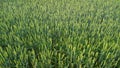Field of green ears of corn in spring Royalty Free Stock Photo