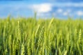 Field with green ears of unripe wheat with blue sky on horizon. Close-up Royalty Free Stock Photo