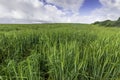 Field with green ears of wheat against the blue sky with clouds Royalty Free Stock Photo