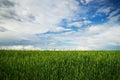 A field with the green ears of wheat on a background of a blue cloud sky. Royalty Free Stock Photo