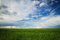 A field with the green ears of wheat on a background of a blue cloud sky. Royalty Free Stock Photo