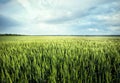 Field with green ears of wheat