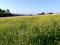 Field with green and flowery vegetation. Green field and blue sky. Landscape rural. Royalty Free Stock Photo