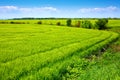 Field of green fresh grain and beautiful blue sky