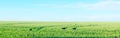 Field of green fresh grass under blue sky. Landscape with a field under sky. Beautiful landscape image Royalty Free Stock Photo