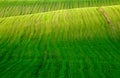 Field with green grass Royalty Free Stock Photo