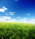 Field of green grass and blue cloudy sky