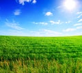 Field of green grass and blue cloudy sky