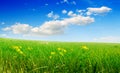 Field of green grass and blue cloudy sky Royalty Free Stock Photo