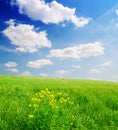 Field of green grass and blue cloudy sky Royalty Free Stock Photo