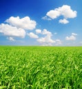 Field of green grass and blue cloudy sky Royalty Free Stock Photo