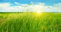 field, green grass, blue cloudy sky Royalty Free Stock Photo