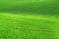 Field with green grass and blue sky with clouds on the farm in beautiful summer sunny day. Clean, idyllic, landscape with sun.