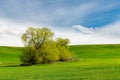 Field of green grass covering hills under a blue sky in Palouse Hills Royalty Free Stock Photo