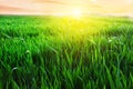 Field with green grass in the dew and the sun at sunset on the horizon. Winter wheat crops in the dew at sunset. Royalty Free Stock Photo