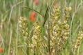 Field with green grass and flowers. Agroculture, plant. Background, wallpaper, texture. Royalty Free Stock Photo