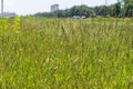 Field with green grass and flowers. Agroculture, plant. Background, wallpaper, texture. Royalty Free Stock Photo