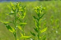 Field with green grass and flowers. Agroculture, plant. Background, wallpaper, texture. Royalty Free Stock Photo