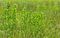 Field with green grass and flowers. Agroculture, plant. Royalty Free Stock Photo