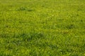 Field of green grass - grassy meadow Royalty Free Stock Photo
