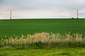 Field of green grass and horizont. Royalty Free Stock Photo