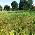 Field with green grass and meadow flowers against the background of large trees