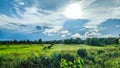 Field of green grass and perfect blue sky with bright sunlight.