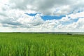 Field of green grass and perfect blue sky with clouds Royalty Free Stock Photo