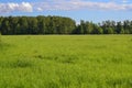 Field of green grass and perfect sky and trees Royalty Free Stock Photo