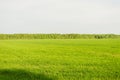 Field of green grass and perfect sky and trees. Rural spring landscape Royalty Free Stock Photo