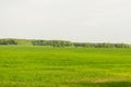 Field of green grass and perfect sky and trees. Rural spring landscape Royalty Free Stock Photo