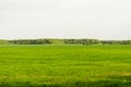 Field of green grass and perfect sky and trees. Rural spring landscape Royalty Free Stock Photo