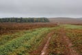 A field with green grass, the road that goes beyond the horizon on a hill, a forest with green coniferous and red deciduous trees