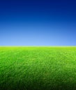 Field of green grass and sky