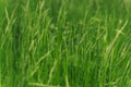 Field of green grass with spikelets closeup. Time for haymaking of ripened green grass in the meadow.