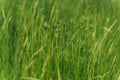 Field of green grass with spikelets closeup. Time for haymaking of ripened green grass in the meadow. Wallpaper,