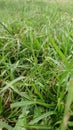 Field green grass taken from a close range or closeup