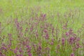 Field of green grass and tall purple and yellow flowers Royalty Free Stock Photo