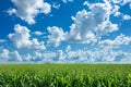 A field of green grass under a clear blue sky with fluffy white clouds, Clear blue skies and fluffy white clouds above a lush Royalty Free Stock Photo