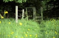 English rural landscape. Wild flower meadow. Summertime. Royalty Free Stock Photo