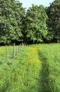 English rural landscape. Wild flower meadow. Summertime. Royalty Free Stock Photo