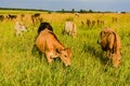 Field with green grass and young cows grazing at sunset of a sunny day. Moscow region, Russia Royalty Free Stock Photo