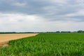 Field green with growing corn on a background of blue sky with clouds. Agriculture. Royalty Free Stock Photo