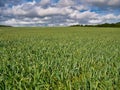 A field of green growing wheat into the far distance against a blue sky with white clouds Royalty Free Stock Photo