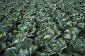 Field with large green cabbage Royalty Free Stock Photo